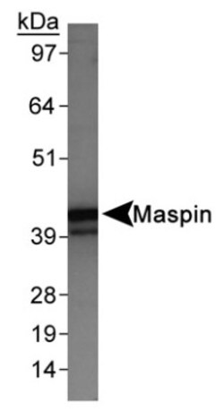 Serpin B5/Maspin Antibody - BSA Free, Novus Biologicals 0.025 mL | Buy Online | Novus Biologicals | Fisher Scientific