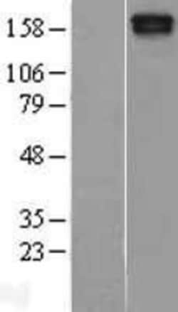 Novus Biologicals&trade;&nbsp;MAST205 Overexpression Lysate