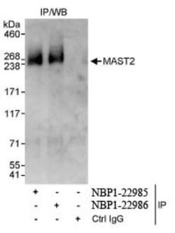 MAST205 Antibody, Novus Biologicals 0.1mg; Unlabeled:Antibodies, Polyclonal