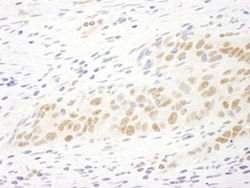 MASTL Antibody, Novus Biologicals 0.1mg; Unlabeled:Antibodies, Polyclonal