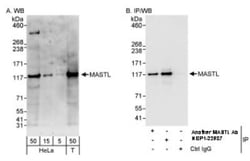 MASTL Antibody, Novus Biologicals 0.1mg; Unlabeled:Antibodies, Polyclonal