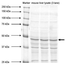 MAT1A Antibody, Novus Biologicals 0.1mg; Unlabeled:Antibodies, Polyclonal