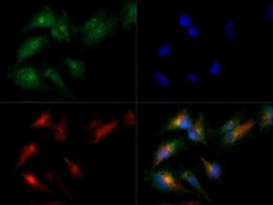 MAT2A Antibody - BSA Free, Novus Biologicals:Antibodies:Primary Antibodies