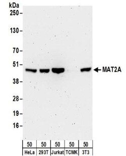 MAT2A Antibody, Novus Biologicals 0.1mg; Unlabeled:Antibodies, Polyclonal