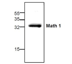 MATH1 Rabbit anti-Human, Mouse, Rat, Polyclonal, Novus Biologicals 0.025 mg | Buy Online | Novus Biologicals | Fisher Scientific