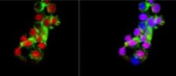 MATH2/NEUROD6 Antibody, Novus Biologicals:Antibodies:Primary Antibodies