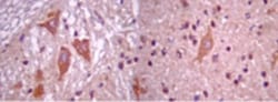 MATH2/NEUROD6 Antibody, Novus Biologicals:Antibodies:Primary Antibodies