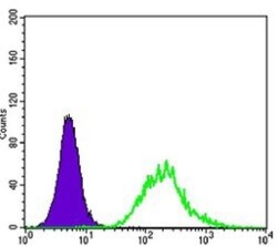 MATK Antibody (9D7), Novus Biologicals 0.1mL; Unlabeled:Antibodies, Monoclonal