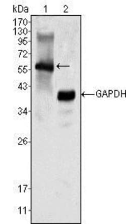 MATK Antibody (9D7), Novus Biologicals 0.1mL; Unlabeled:Antibodies, Monoclonal