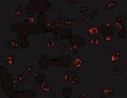 MATN3 Antibody - BSA Free, Novus Biologicals 0.1mg; Unlabeled:Antibodies,