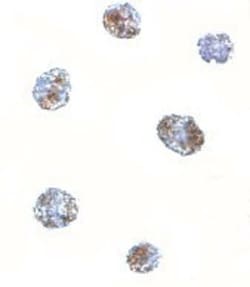 MATN3 Antibody - BSA Free, Novus Biologicals 0.1mg; Unlabeled:Antibodies,