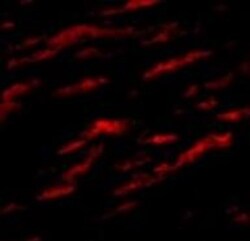 Matrilin-1 Antibody - BSA Free, Novus Biologicals 0.1mg; Unlabeled:Antibodies,