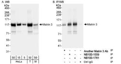 Matrin 3 Antibody, Novus Biologicals 0.1mL; Unlabeled:Antibodies, Polyclonal