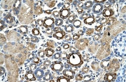Matriptase/ST14 Antibody, Novus Biologicals 0.05mg; Unlabeled:Antibodies,