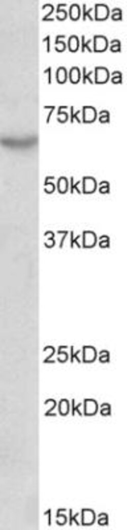 MAVS Antibody (58N3E1), Novus Biologicals 0.025mg; Unlabeled:Antibodies,