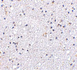 MAVS Antibody - BSA Free, Novus Biologicals 0.1mg; Unlabeled:Antibodies,