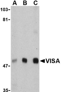 MAVS Antibody - BSA Free, Novus Biologicals 0.1mg; Unlabeled:Antibodies,