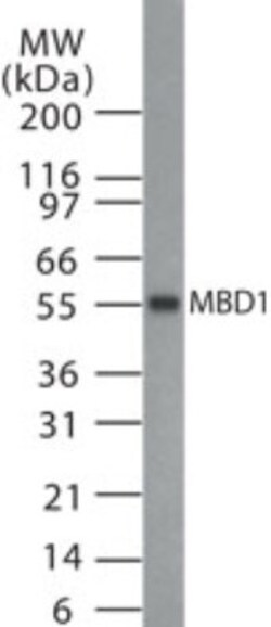 MBD1 Antibody, Novus Biologicals 0.025mg; Unlabeled:Antibodies, Polyclonal