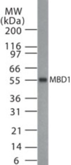 MBD1 Antibody, Novus Biologicals 0.1mg; Unlabeled:Antibodies, Polyclonal