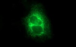 MBL Antibody (OTI1A12), Novus Biologicals 0.1mL; Unlabeled:Antibodies,