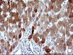 MBL Antibody (OTI1A12), Novus Biologicals 0.1mL; Unlabeled:Antibodies,