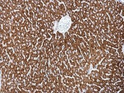 MBNL2 Antibody, Novus Biologicals 0.1mL:Antibodies, Polyclonal