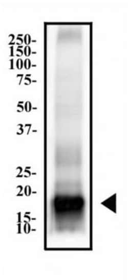 MBP Antibody (2H9) - BSA Free, Novus Biologicals 0.1mL; Unlabeled:Antibodies,
