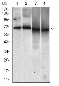 MCAM/CD146 Antibody (6C3E6) - BSA Free, Novus Biologicals:Antibodies:Primary