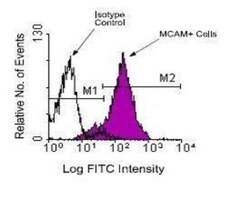 MCAM/CD146 Antibody (c264), Novus Biologicals 0.5mg; Unlabeled:Antibodies,