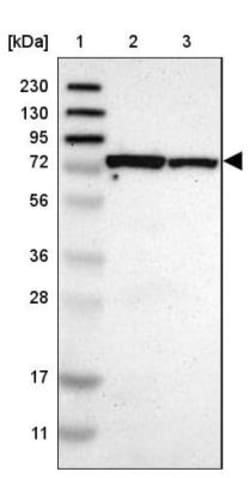 MCCC1 Antibody, Novus Biologicals 25 &mu;L; Unlabeled:Antibodies, Polyclonal
