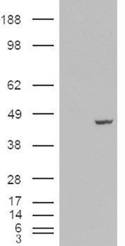 MCG10 Antibody, Novus Biologicals 0.1mg; Unlabeled:Antibodies, Polyclonal