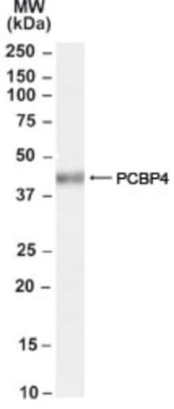 MCG10 Antibody, Novus Biologicals 0.1mg; Unlabeled:Antibodies, Polyclonal