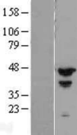 Novus Biologicals&trade;&nbsp;MCG10 Overexpression Lysate