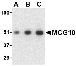 MCG10 Antibody, Novus Biologicals 0.1mg; Unlabeled:Antibodies, Polyclonal