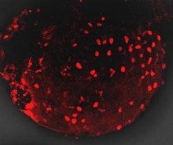 mCherry Antibody, Novus Biologicals 0.1mL:Antibodies, Polyclonal