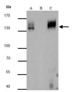 mCherry Antibody, Novus Biologicals 0.1mL:Antibodies, Polyclonal
