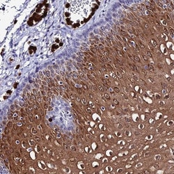 MCM10 Antibody, Novus Biologicals:Antibodies:Primary Antibodies
