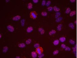 MCM2, p Ser108 Antibody, Novus Biologicals 0.1mg; Unlabeled:Antibodies,
