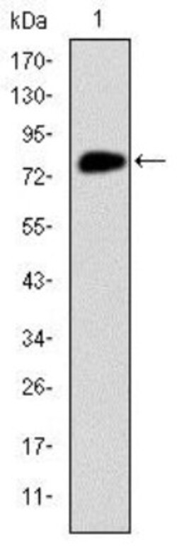 MCM2 Antibody (2B3), Novus Biologicals 0.025 mL, Unlabeled:Antibodies,