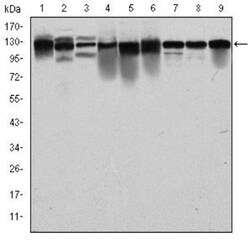 MCM2 Antibody (2B3), Novus Biologicals 0.025 mL, Unlabeled:Antibodies,