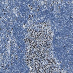 MCM3 Antibody, Novus Biologicals 0.1mL; Unlabeled:Antibodies, Polyclonal