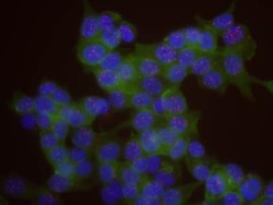 MCM3 Antibody, Novus Biologicals 0.1mL; Unlabeled:Antibodies, Polyclonal