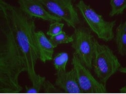 MCM5 Antibody, Novus Biologicals 0.1mL; Unlabeled:Antibodies, Polyclonal