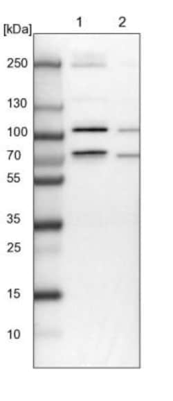 MCMBP Antibody, Novus Biologicals 25 &mu;L | Buy Online | Novus Biologicals | Fisher Scientific