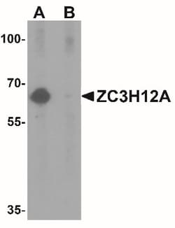 MCPIP1/ZC3H12A Antibody - BSA Free, Novus Biologicals 0.025 mg, Unconjugated:Antibodies,
