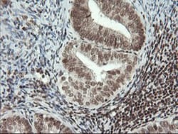 MCTS1 Antibody (OTI2F9), Novus Biologicals 0.1mL; Unlabeled:Antibodies,