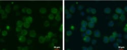MCT1/SLC16A1 Antibody (14612), Novus Biologicals 0.1mL; Unlabeled:Antibodies,