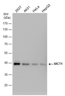 MCT1/SLC16A1 Antibody (14612), Novus Biologicals 0.1mL; Unlabeled:Antibodies,