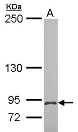 MCTP2 Antibody, Novus Biologicals 0.1mL; Unlabeled:Antibodies, Polyclonal