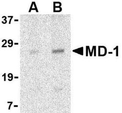 MD-1/LY86 Antibody - BSA Free, Novus Biologicals 0.025 mg, Unconjugated:Antibodies,